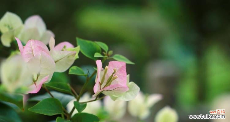 美丽绽放的花海 花开人间