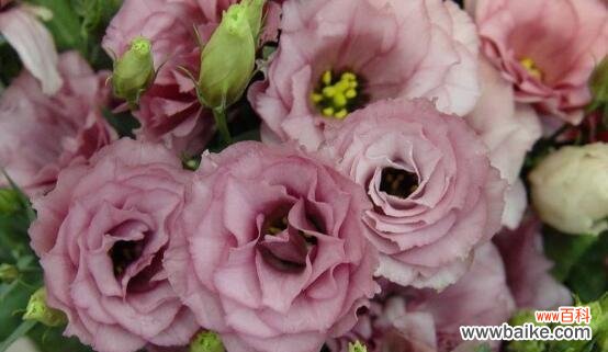 揭示爱情中的不尽如人意 失望的爱