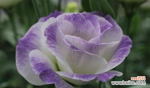 揭示爱情中的不尽如人意 失望的爱