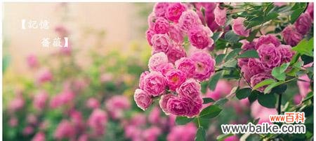 探秘蔷薇的美丽传说与隐含心意 蔷薇花的花语与寓意