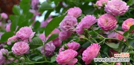 探秘蔷薇的美丽传说与隐含心意 蔷薇花的花语与寓意