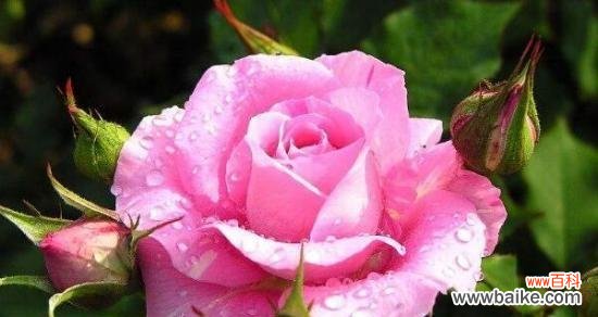 探秘蔷薇的美丽传说与隐含心意 蔷薇花的花语与寓意