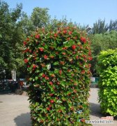 揭秘四季海棠花所传递的神秘花语 四季海棠花