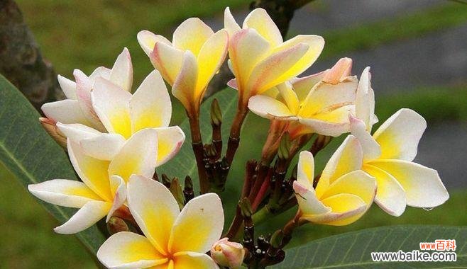 解读鸡蛋花所传达的意义与象征 以鸡蛋花的花语是什么