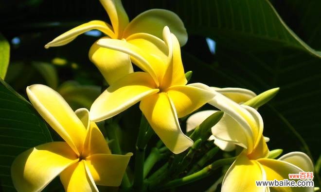 解读鸡蛋花所传达的意义与象征 以鸡蛋花的花语是什么