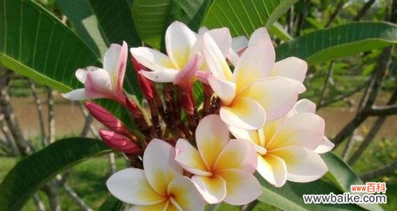 解读鸡蛋花所传达的意义与象征 以鸡蛋花的花语是什么