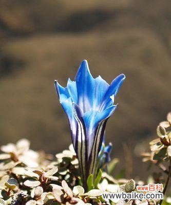 草坪上的紫色幸福 龙胆花之花语