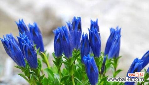 草坪上的紫色幸福 龙胆花之花语