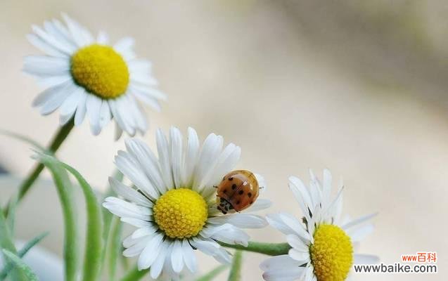 传递希望与坚持的力量 以皱菊的花语