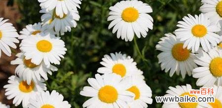 传递希望与坚持的力量 以皱菊的花语