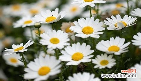 传递希望与坚持的力量 以皱菊的花语