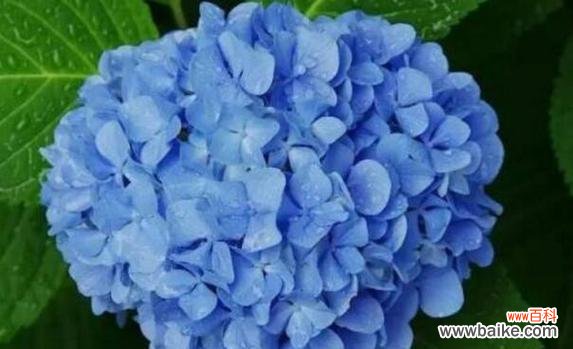 揭示绣球花所传达的情感和内涵 绣球花花语的寓意与象征