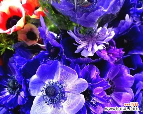 揭示花朵中蕴含的生日寓意与祝福 花语中的生日祝福