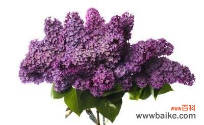 揭示花朵中蕴含的生日寓意与祝福 花语中的生日祝福