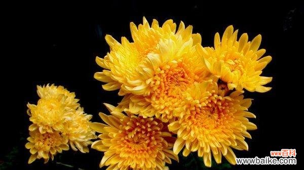 花中的坚强与高贵 菊花的象征意义与寓意