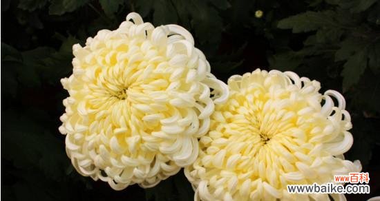 花中的坚强与高贵 菊花的象征意义与寓意