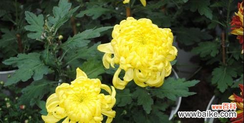 花中的坚强与高贵 菊花的象征意义与寓意