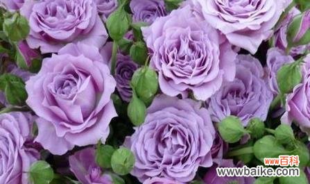解读紫色玫瑰的15个花语 紫色玫瑰花语的深刻意义