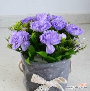 了解康乃馨花的种种寓意与传达的情感 康乃馨花的意义和象征