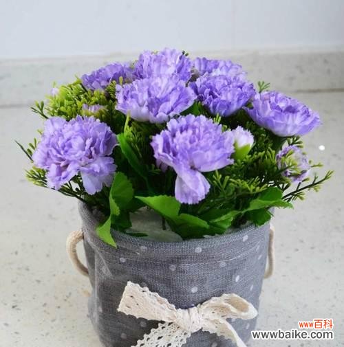 了解康乃馨花的种种寓意与传达的情感 康乃馨花的意义和象征