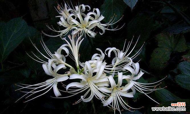 绝交的哀伤与无奈 以白色郁金香花语为主题的文章