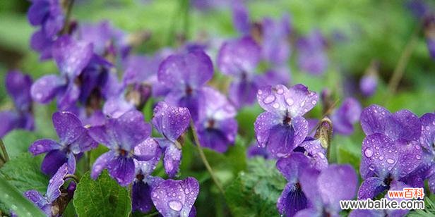 探索紫罗兰花语的深层含义 紫罗兰花语的神秘之旅