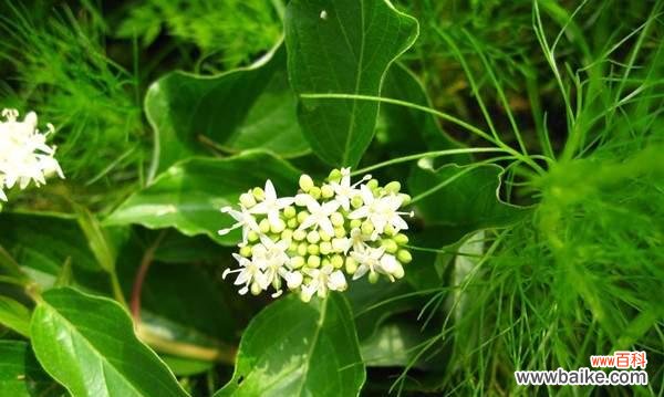 探索吊竹兰花的含义 吊竹兰花语