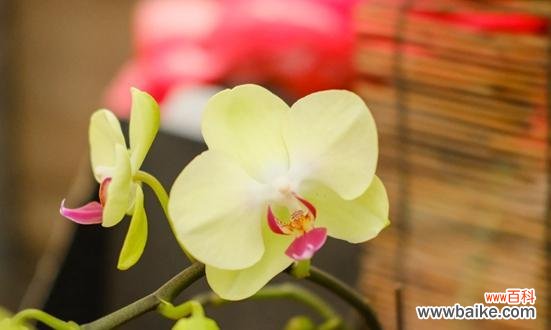 探寻白蝴蝶兰的花语和寓意 白蝴蝶兰