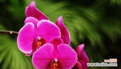 赏析蝴蝶兰的美丽与哲理 蝴蝶兰花语与寓意的深层探索