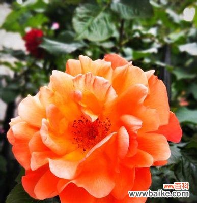 橙色月季花的含义是什么？它在花语中代表什么？