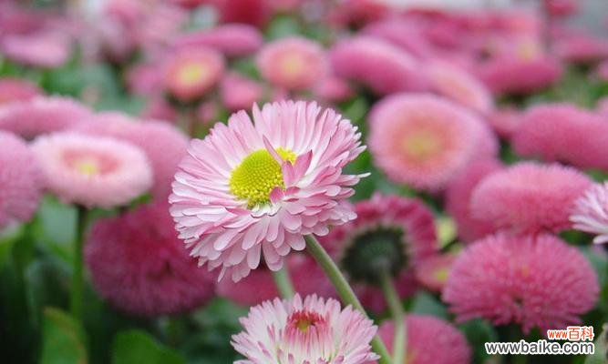 雏菊的花语是什么？如何用雏菊表达情感？