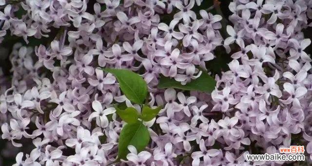 探索自然界中的盐碱生存者 耐盐碱植物