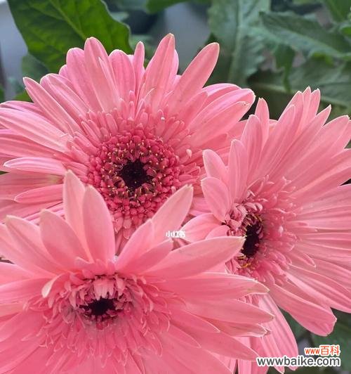 探索中国传统文化中的道德观念 以扶郎寓意