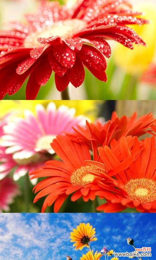 揭秘蓝色非洲菊花的五种花语及其神秘吸引力 蓝色非洲菊花的花语与魅力