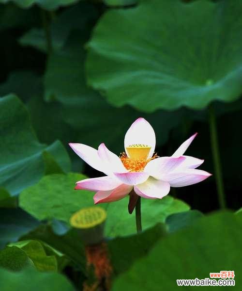 水中的诗意 荷花的寓意与象征