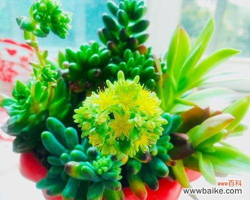 祝福与希望——长寿花为我们带来的启示 长寿花的花语——传承千年的生命之花