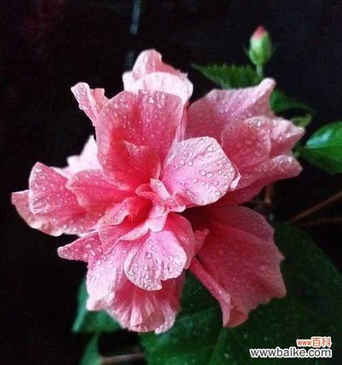 祝福与希望——长寿花为我们带来的启示 长寿花的花语——传承千年的生命之花