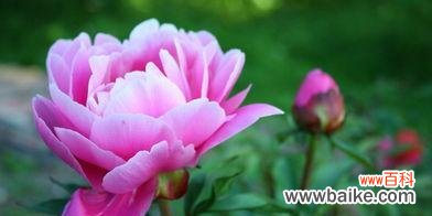 牡丹花的神话传说与文化象征 牡丹花语传说