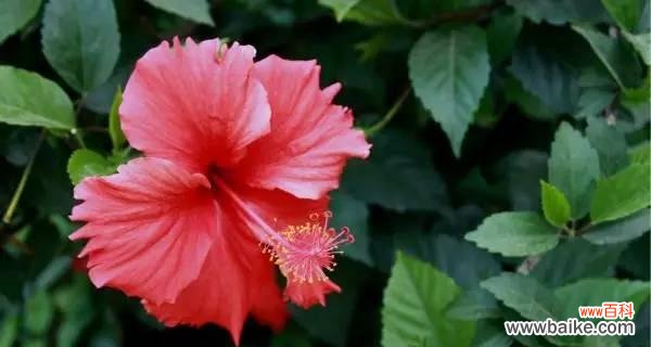 乌鲁木齐市花的象征意义与特点 乌鲁木齐的市花-迎春花，寓意春暖花开