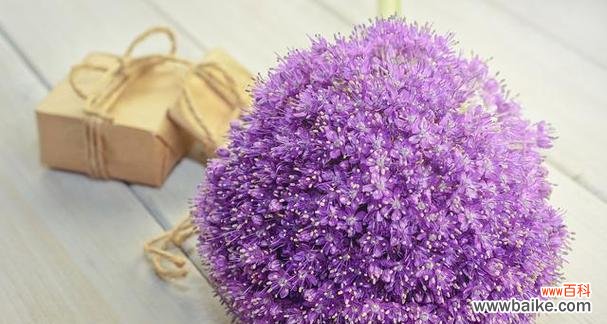 揭开紫色花卉的神秘面纱 《紫色花朵的美丽与花语》