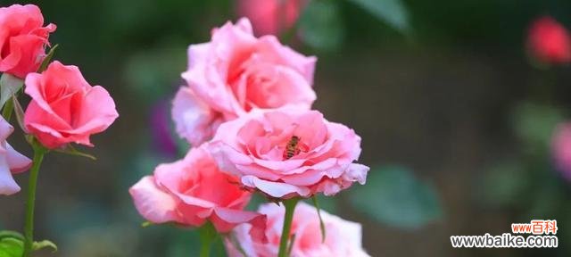 月季花的神秘语言 探寻月季花的花语之美