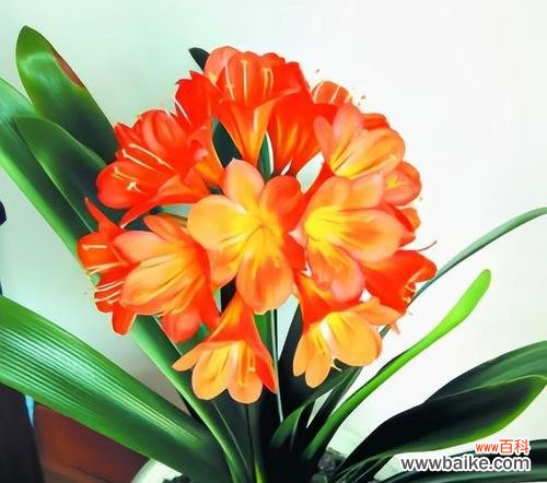 以君子兰传达的美德和价值观 以君子兰的寓意与象征意义