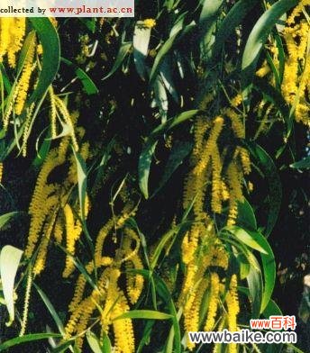 探寻思念之花 寄托思念之情的植物世界