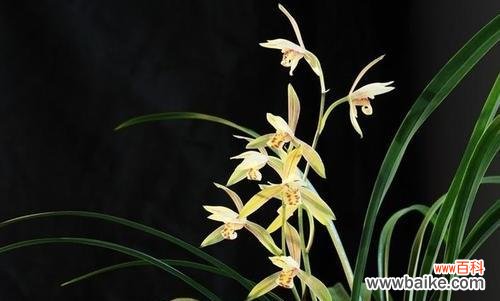 春兰花语的意义与传承 春兰花语——美丽与希望的象征