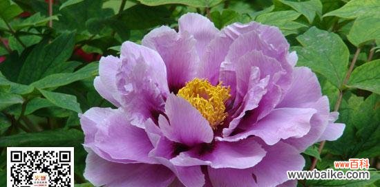 花开笑颜 快乐的花