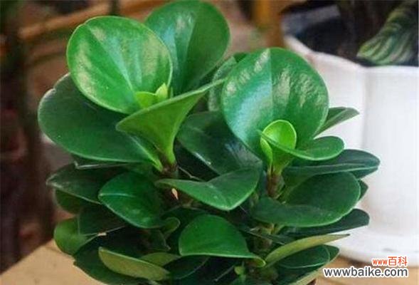 揭示碧玉花的风水寓意与象征意义 碧玉花的风水寓意