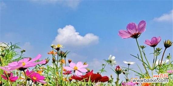 探寻格桑花风水的寓意与作用 格桑花风水的祥瑞之源