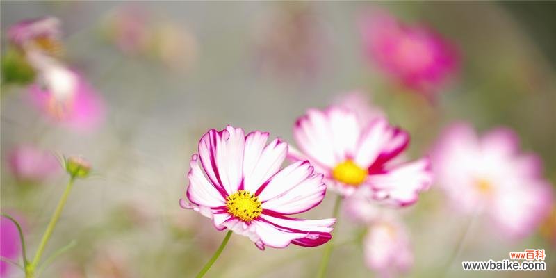 探寻格桑花风水的寓意与作用 格桑花风水的祥瑞之源