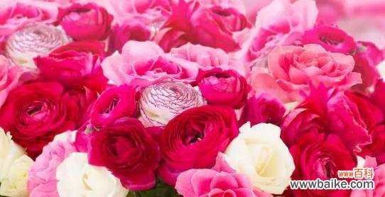 美丽蓬勃的花毛茛 花开花落，花毛茛的花语与寓意