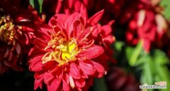 探秘红色菊花花语的深层内涵 红色菊花的花语与意义